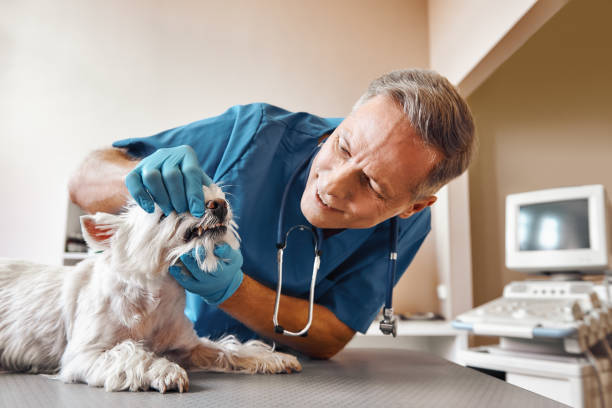 Best Urgent Dental Care in Kearney, MO